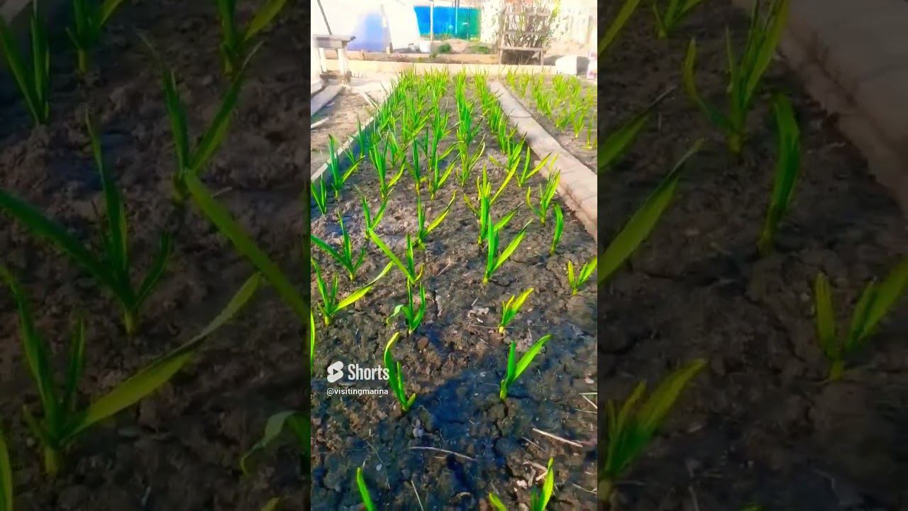 чеснок озимый, #shortsvideo