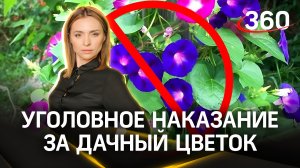 Уголовное преступление: россиянам запретили выращивать популярный дачный цветок |Екатерина Малашенко