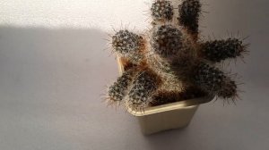 Кактус Mammillaria zeilmanniana (Маммиллярия Зейльмана)