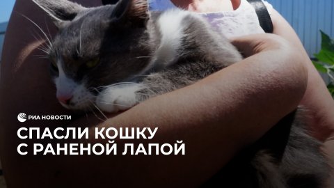В Ейске волонтеры спасли кошку с раненой лапой
