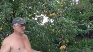 Сбор ранних груш. Созрели ранние груши