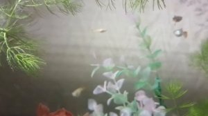 Гуппи черно-красная кобра. Чистая линия.