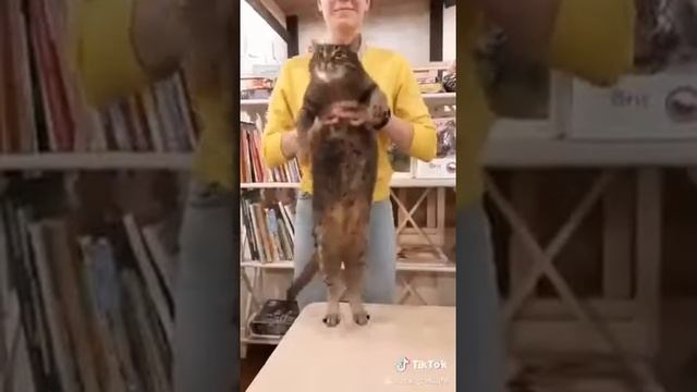 Котики Зоки и зажигательные танцы