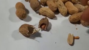 Арахис в скорлупе, жареный, легко лущица