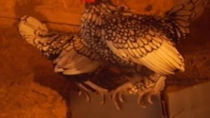 Сибрайт серебристый - декоративные карликовые куры