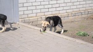 Искушение Вом Истхаус и Испания Вом Истхаус. Вео.3,5 месяца.