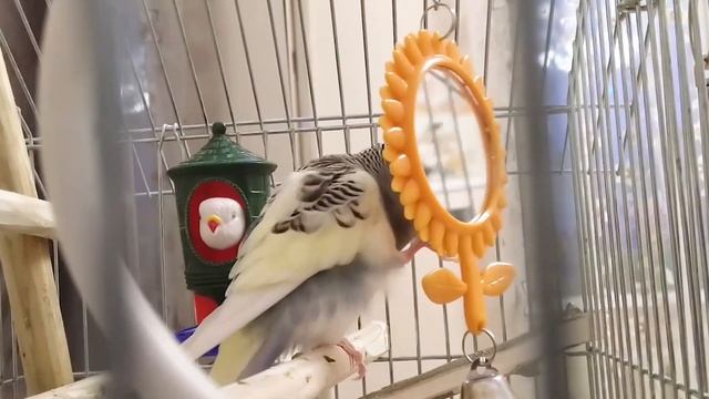 2 часа веселого пения для попугайчиков.