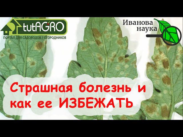 ТОМАТЫ ПОД УГРОЗОЙ! В чем может быть причина? Как помочь ТОМАТАМ не заболеть? КЛАДОСПОРИОЗ НА ПОРОГЕ