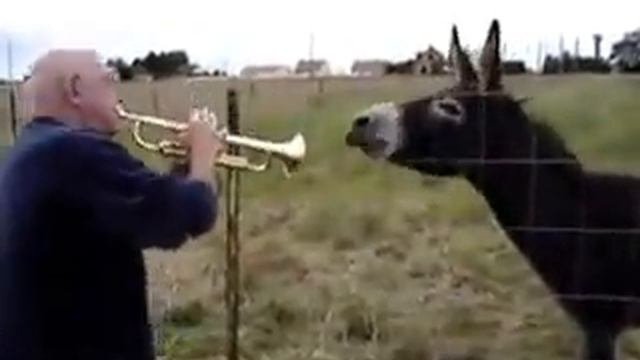 Музыкальный ишак