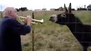 Музыкальный ишак