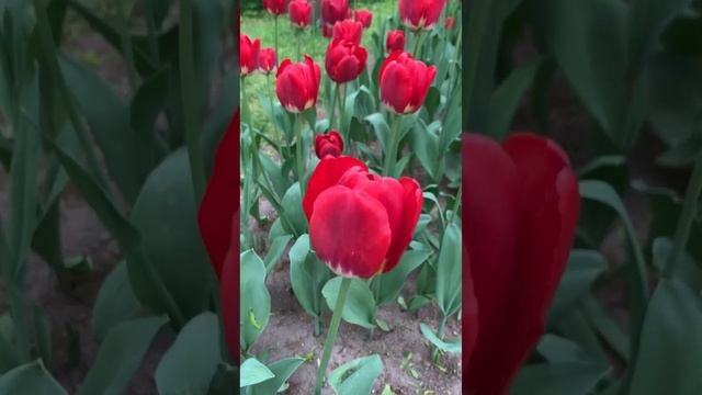 Тюльпаны #лето #цветы #питер #семья #прогулкапопарку #прогулка #природа