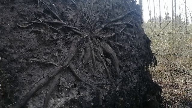 ямадори в заболоченном лесу