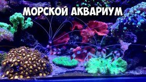 Морской аквариум