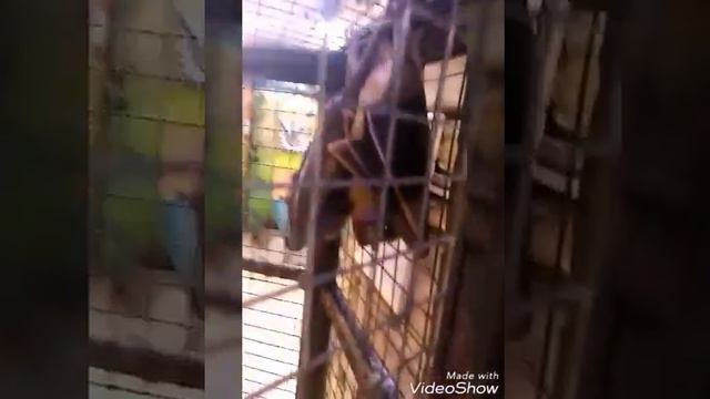 ВЛОГ. Гуляем по трогательному зоопарку. День молодежи на Набережной смотреть онлайн