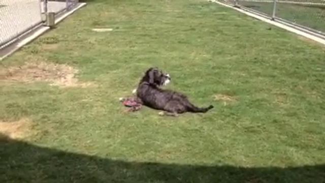 Tilly - 1 yo schnauzer mix