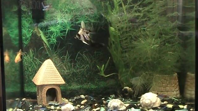 Талая вода. Приготовление. Живая вода. Как приготовить живую воду смотреть онлайн