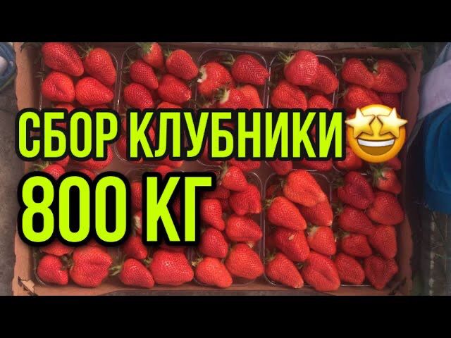 800 кг клубники? _ собираем клубнику 24 часа