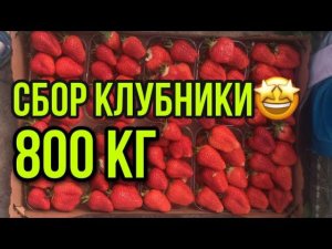 800 кг клубники? _ собираем клубнику 24 часа
