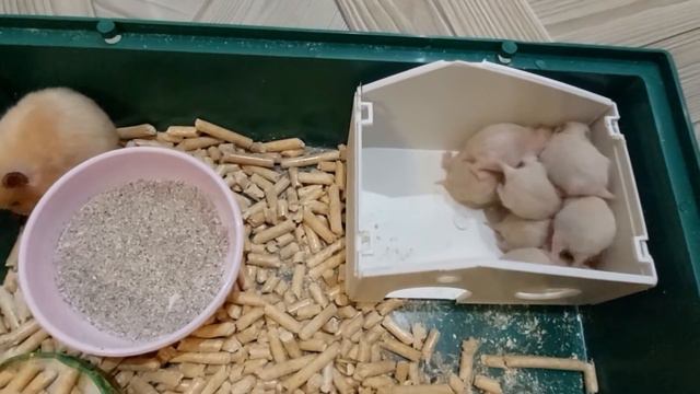 ХОМЯЧКАМ 17 ДНЕЙ (HAMSTERS ARE 17 DAYS OLD)