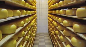 Очень вкусный Николаевский: как делают сыр на сыроварне Богданова