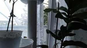 Комнатные цветы . Подставки  для цветов .