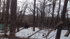 Притравка лаек по кабану