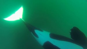 Unique Orca encounter in the Sea of Cortez...Bahia de los Angeles, Mexico.