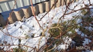 Обрезка голубики Блюголд.