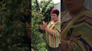 Малина «Таруса «