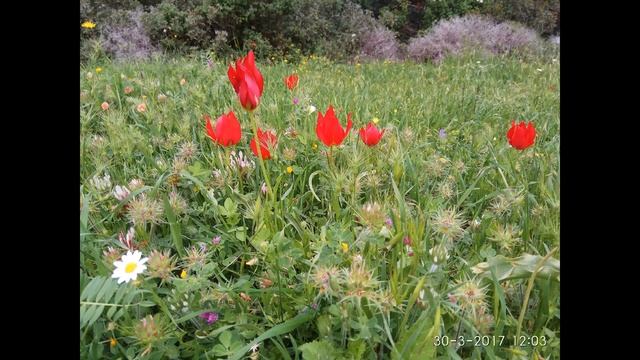 Совместимое несовместимого или одновременное цветение смотреть онлайн
