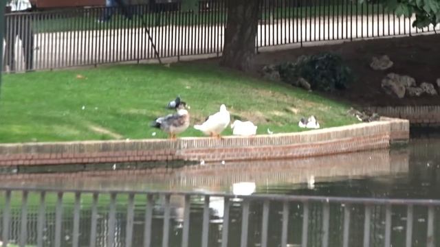 ВЛОГ МАДРИД: РЫБЫ ПИРАНЬИ смотреть онлайн