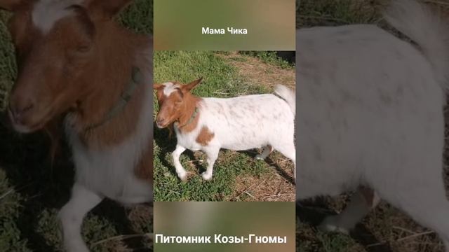 Два сыночка и красавица дочка!!! ????. Мама Чика. Папа Карл. Питомник Козы-Гномы