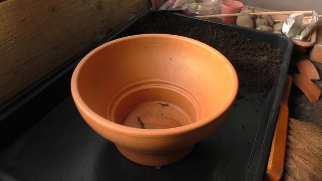 73 - Dutch or garden hyacinths 'Purple Sensation' смотреть онлайн