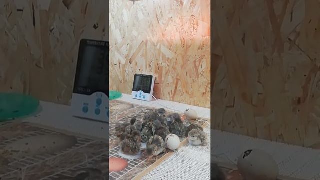 Куропатки вылупились из яйца