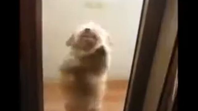 танцующий пес смотреть онлайн