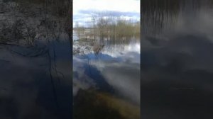 Дикая утка устроила гнездо на нашем участке. Разлив реки.