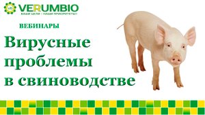Вирусные проблемы в свиноводстве