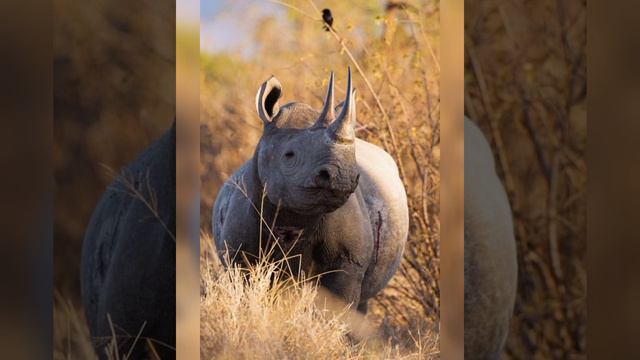 Удивительные факты о животных! смотреть онлайн