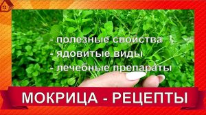 МОКРИЦА -  как лечиться и не отравиться? Ядовитые разновидности, польза, РЕЦЕПТЫ