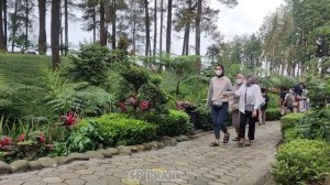 BUSHMAN PRANK || Manusia Pohon Menang Banyak Dong....Funny Videos