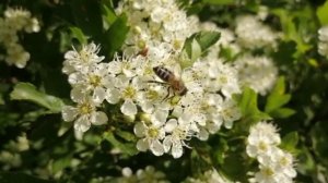 Пчела на цветах боярышника