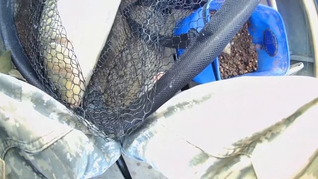 Ловля сазана на горох Трофей 11 кг смотреть онлайн