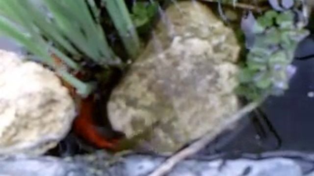 нерест комет смотреть онлайн