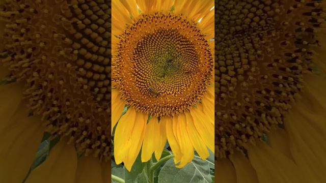 来吧，来重庆看看向日葵🌻，这里的向日葵怎么样？Sunflower in Chongqing China