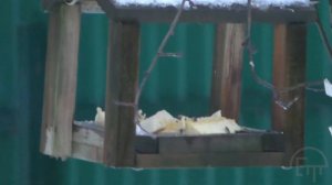 Обыкновенный поползень зимой