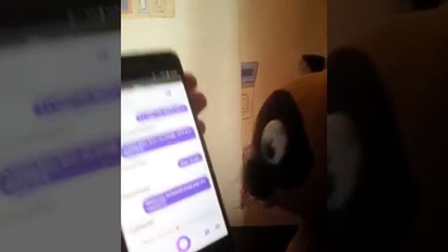 Котёнок Гав общается с Алисой-голосовым помощником! смотреть онлайн