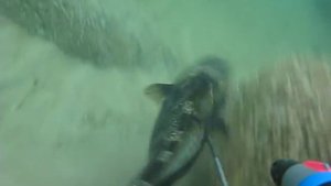 подводная охота на треску в балтийском море