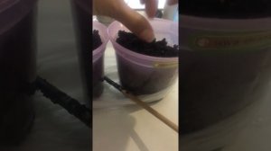 Как посадить ФЕЙХОА в домашних условиях  2