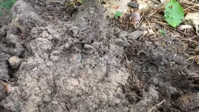 В лесу, на  старой польской дороге. Кладоискатели Украина.#67
