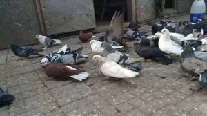 Голуби Донецк Ростовская область